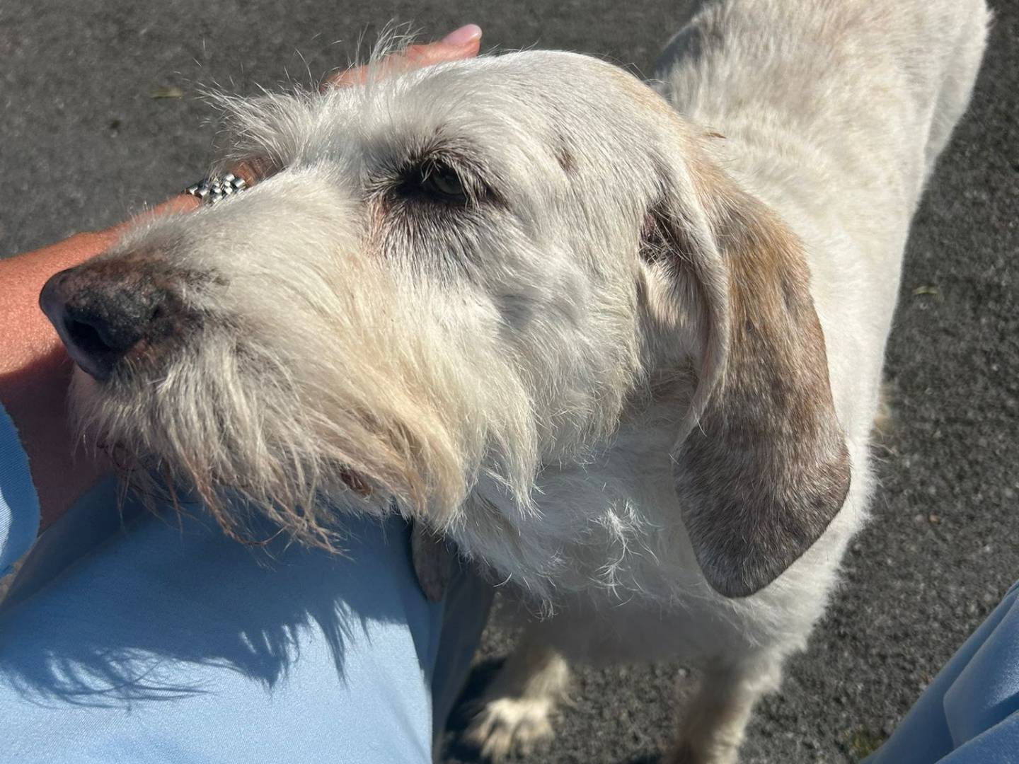 Adozione cane, femmina, Razza sconosciuta Razza sconosciuta, 16 anni, taglia media, Monza