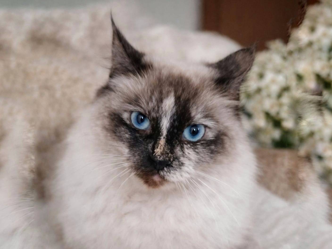 Adotta un gatto, femmina, 2 anni, Taranto