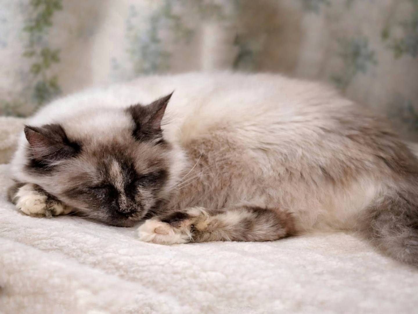 Adotta un gatto, taglia non valida, femmina, Taranto