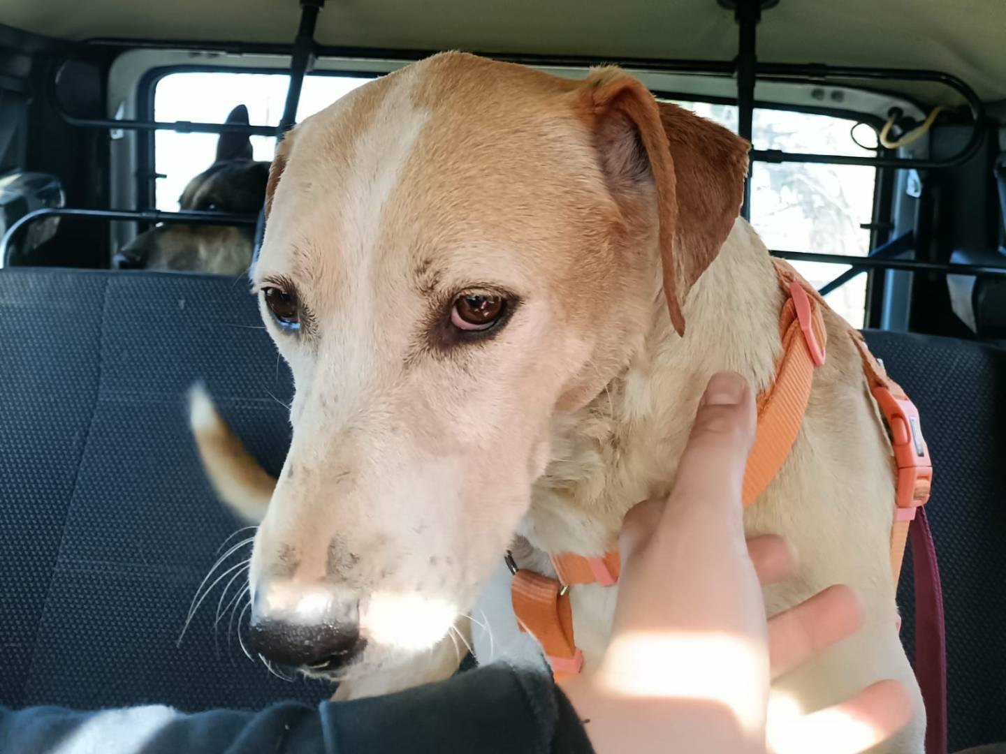 Vuoi adottare un cane a Napoli?