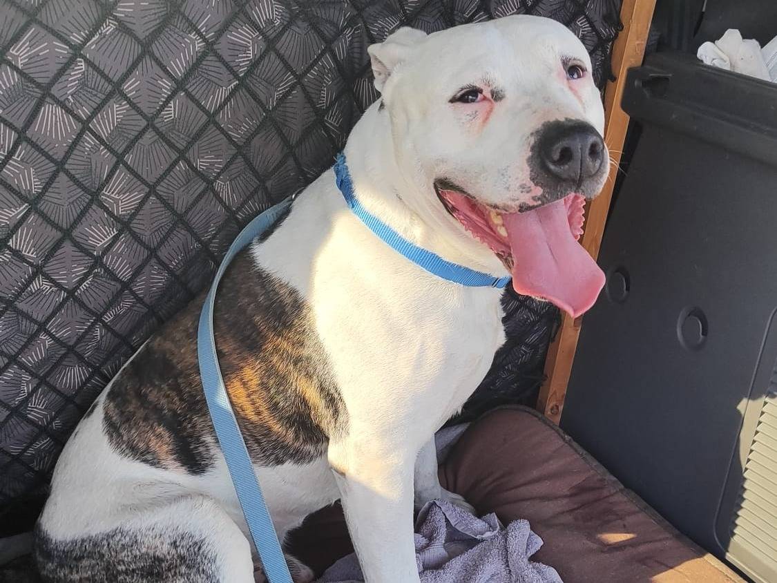 Adozione cane, maschio, Amstaff Razza sconosciuta, 10 anni e 8 mesi, taglia grande, Torino