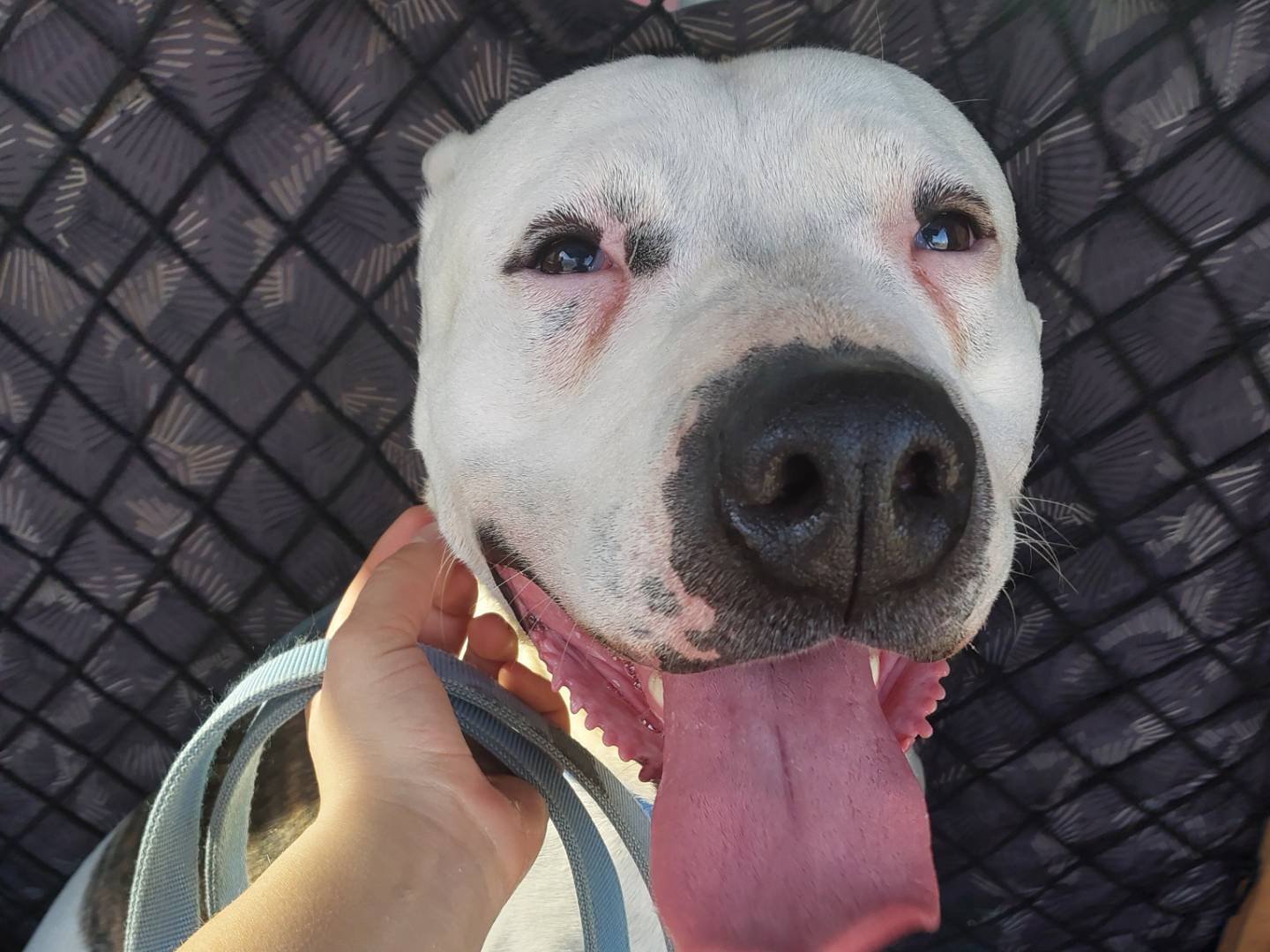 Adotta un cane, maschio, 10 anni e 8 mesi, Torino