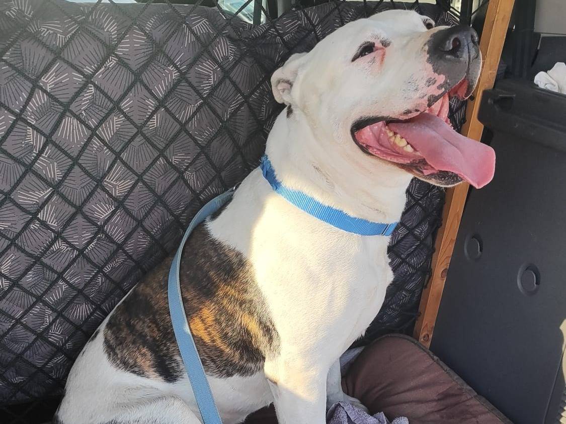 Adotta un cane, taglia grande, maschio, Torino