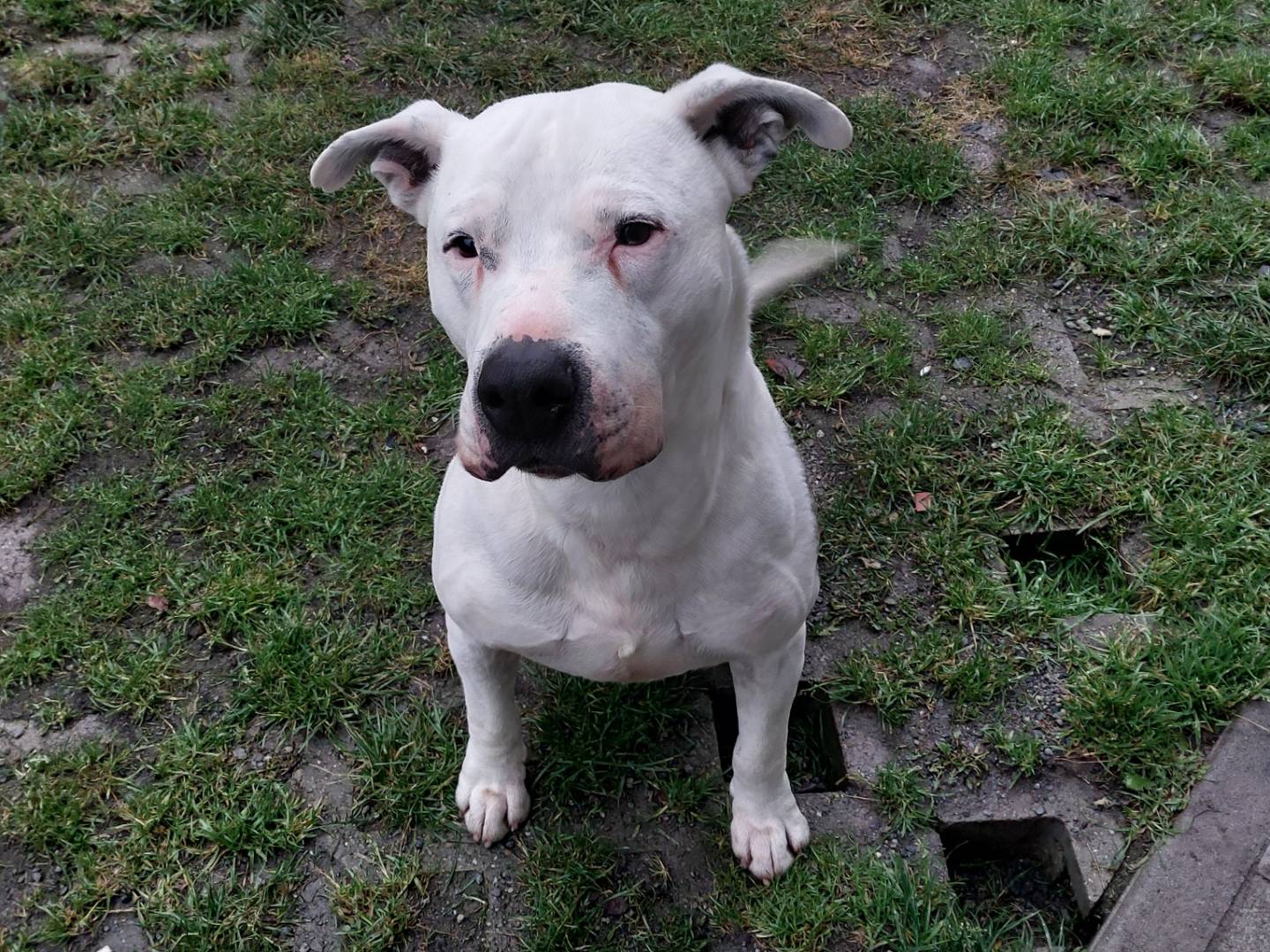 Vuoi adottare un cane a Torino?