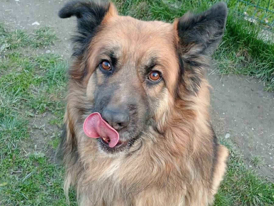 Adozione cane, maschio, Pastore tedesco Razza sconosciuta, 4 anni e 11 mesi, taglia gigante, Torino