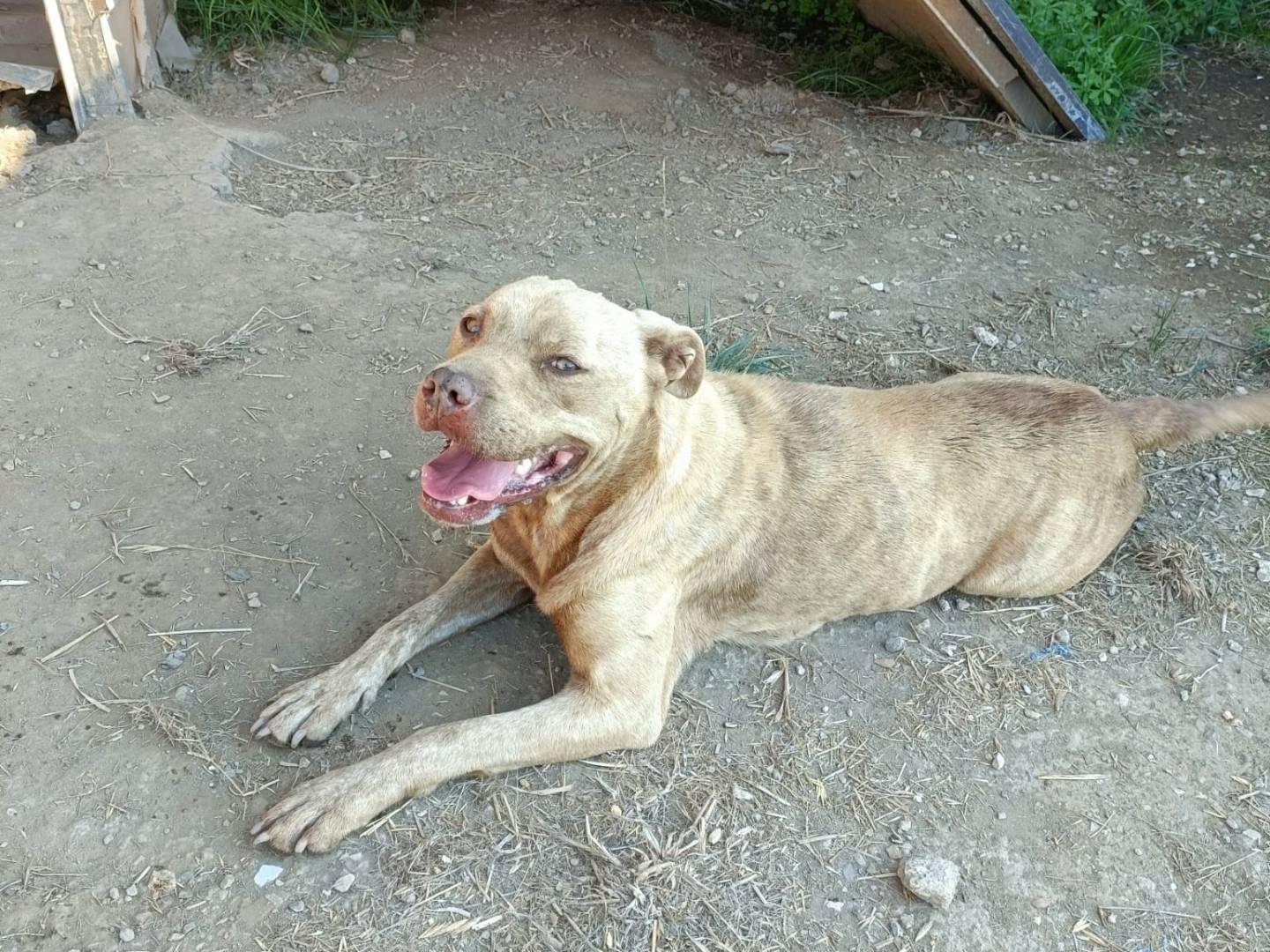 Adozione cane, femmina, Pitbull Razza sconosciuta, 3 anni e 2 mesi, taglia media, Napoli