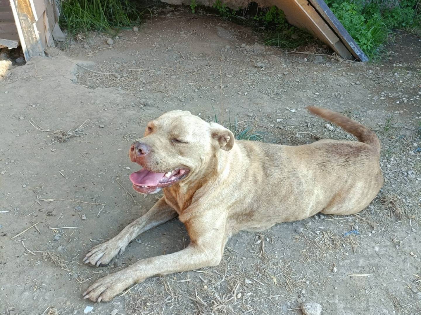 Adotta un cane, taglia media, femmina, Napoli