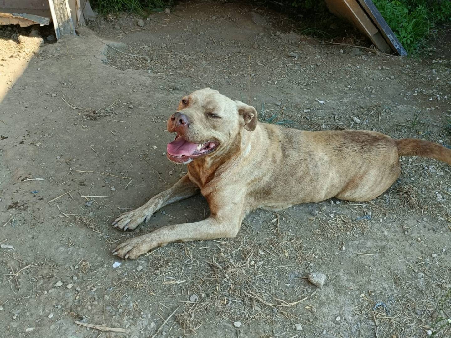 Vuoi adottare un cane a Napoli?