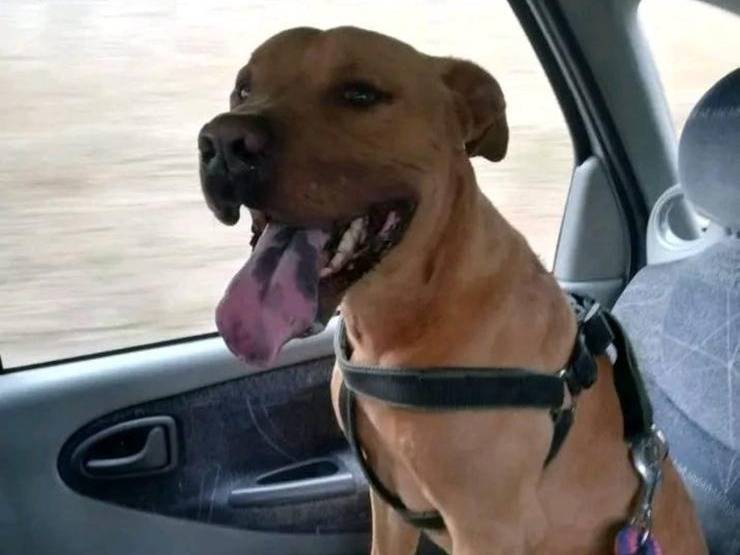 Adozione cane, maschio, Pitbull Razza sconosciuta, 7 anni e 3 mesi, taglia media, Napoli