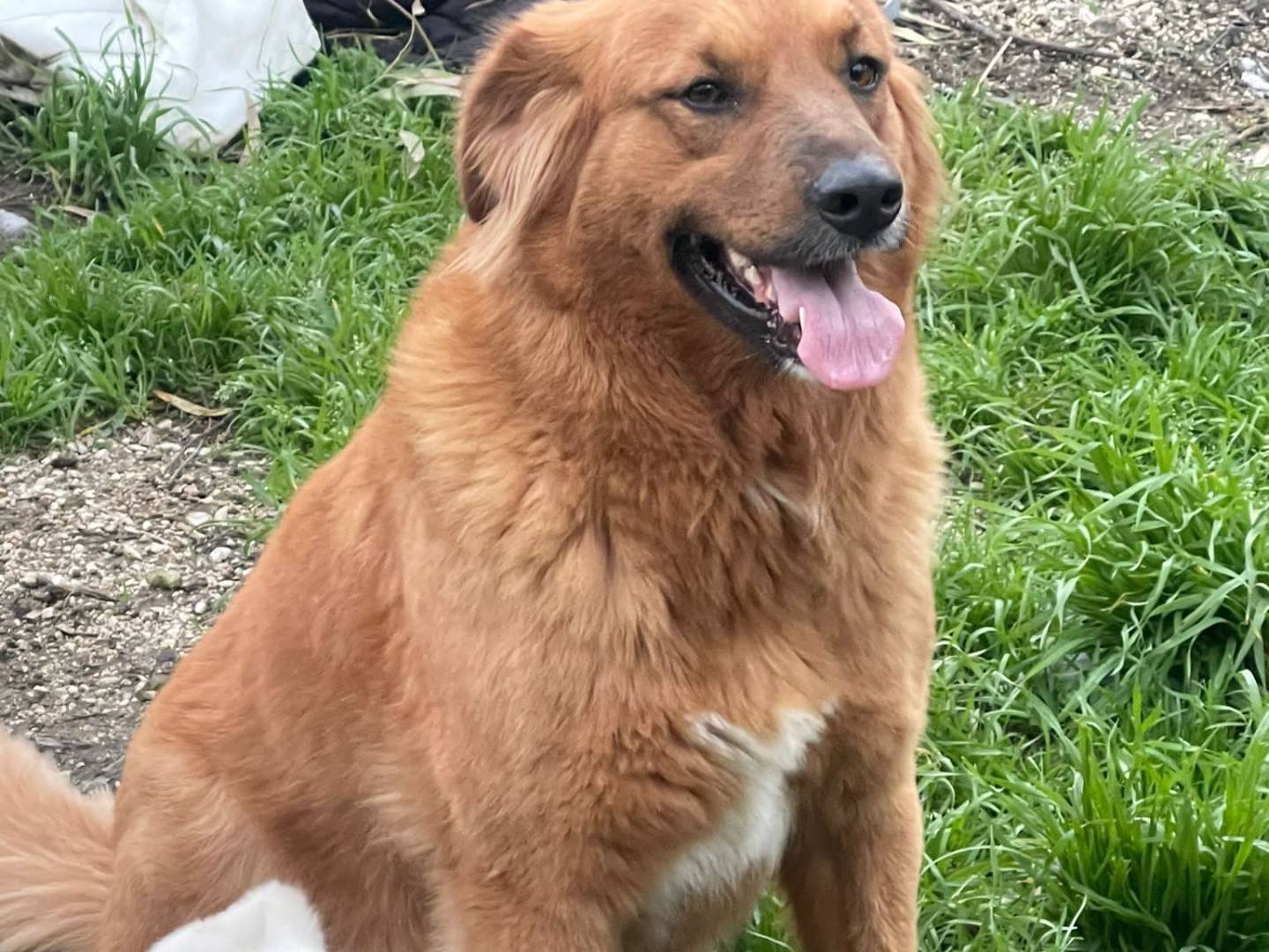 Adozione cane, femmina, Razza sconosciuta Razza sconosciuta, 4 anni, taglia grande, Napoli