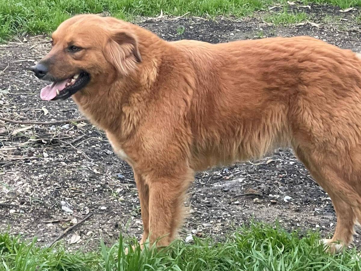 Adotta un cane, taglia grande, femmina, Napoli