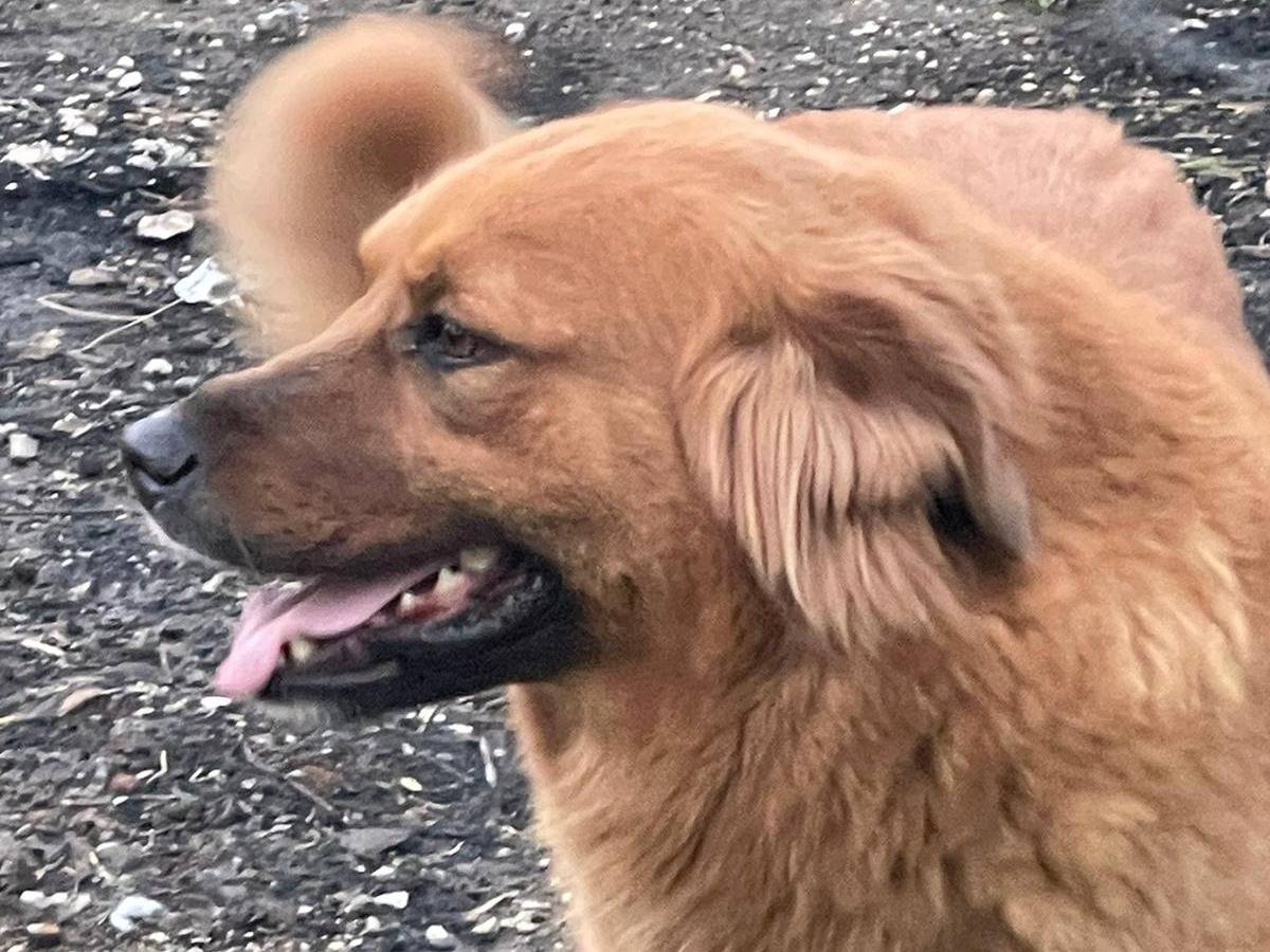 Vuoi adottare un cane a Napoli?