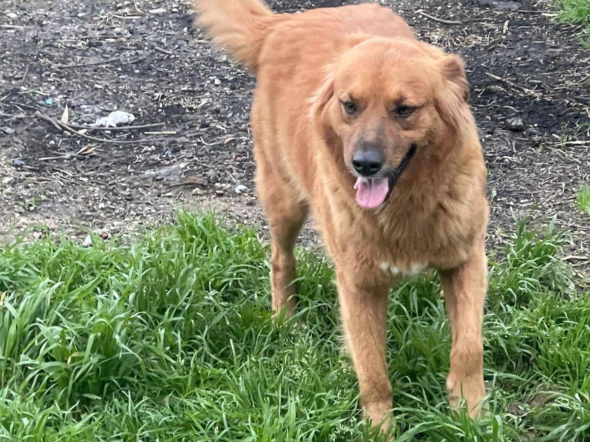 Adotta il cane Rossella a Napoli