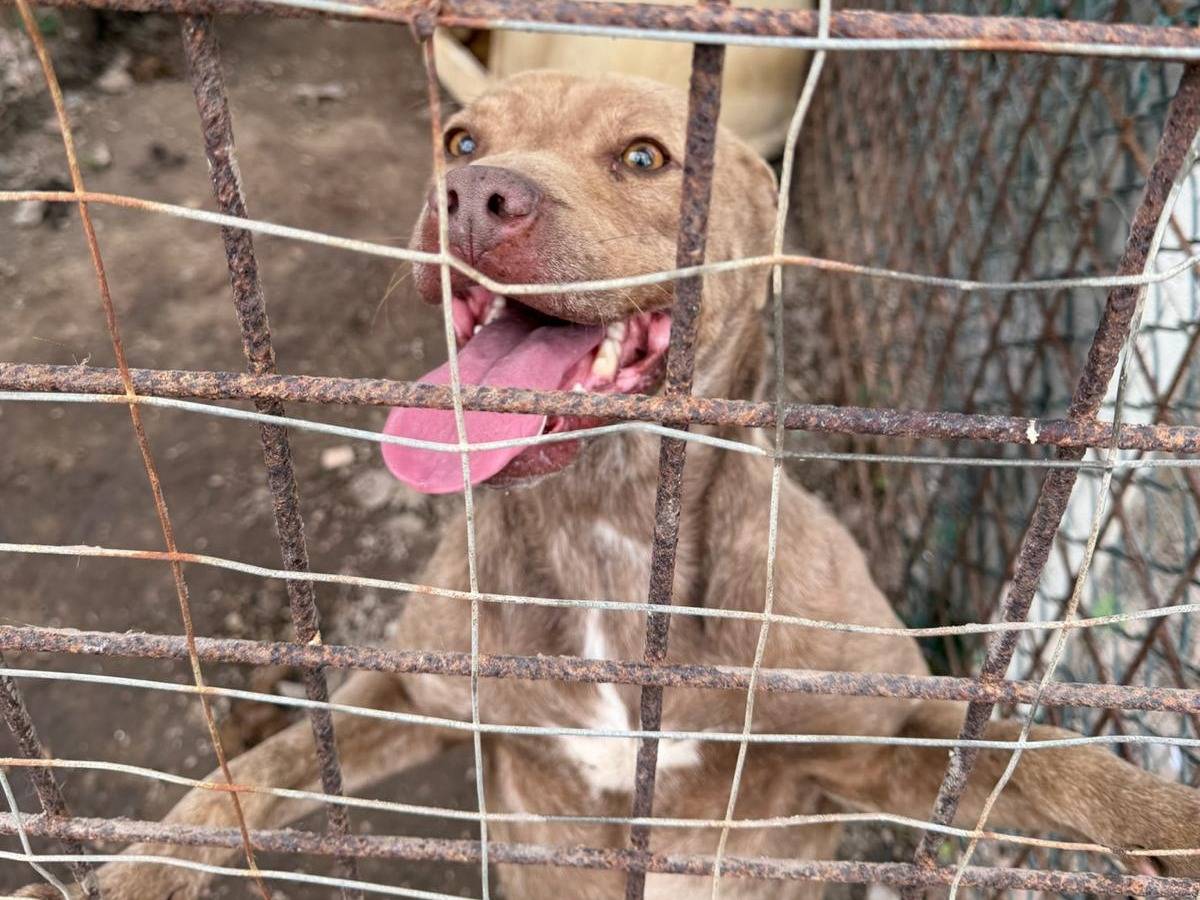 Adotta un cane, femmina, 3 anni e 2 mesi, Napoli