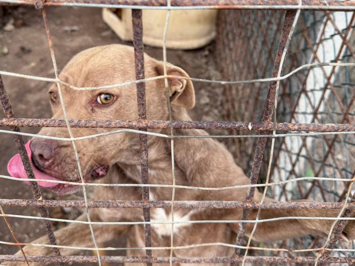 Adotta il cane Ambra a Napoli