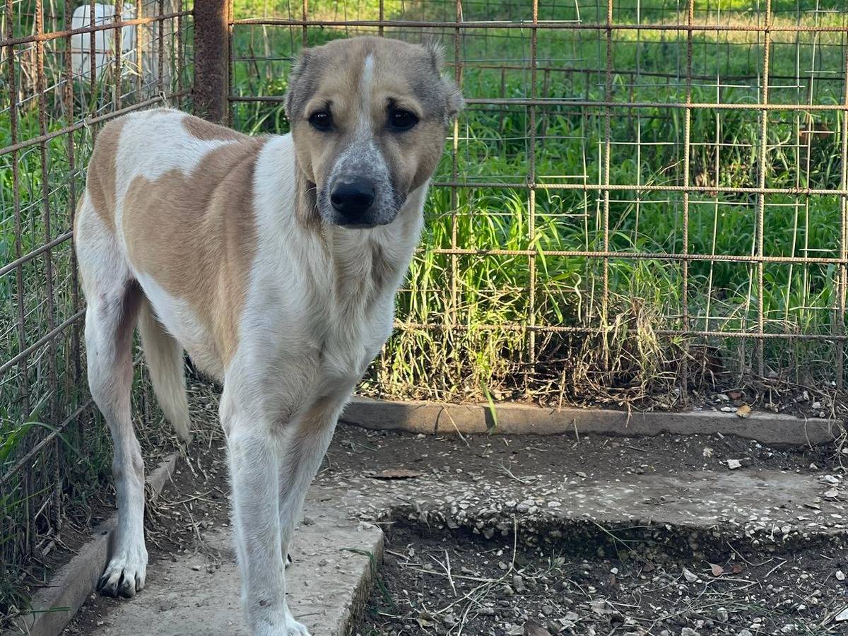 Adozione cane, maschio, Levriero Spagnolo (Galgo) Razza sconosciuta, 4 anni e 11 mesi, taglia media contenuta, Napoli