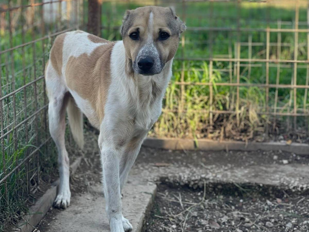 Adotta un cane, maschio, 4 anni e 11 mesi, Napoli