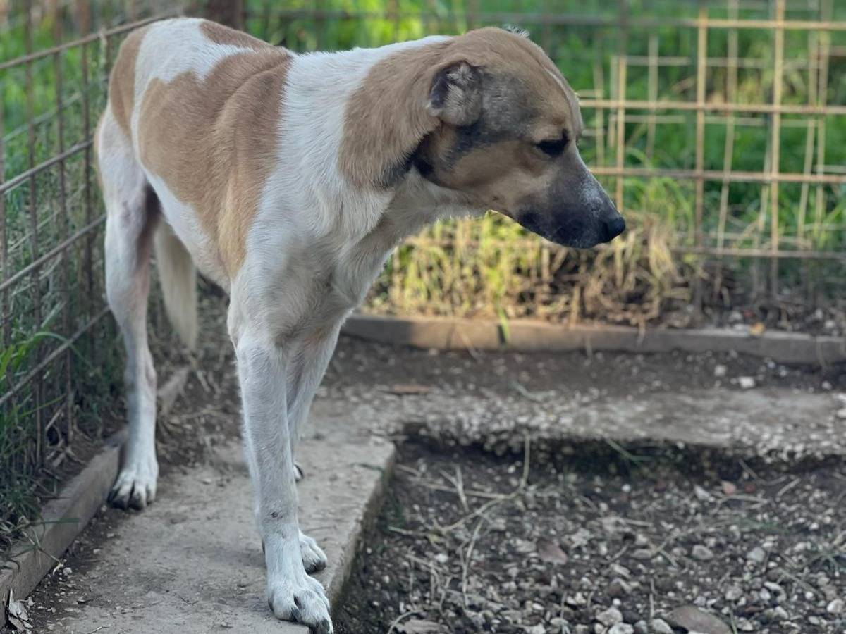 Adotta un cane, taglia media contenuta, maschio, Napoli