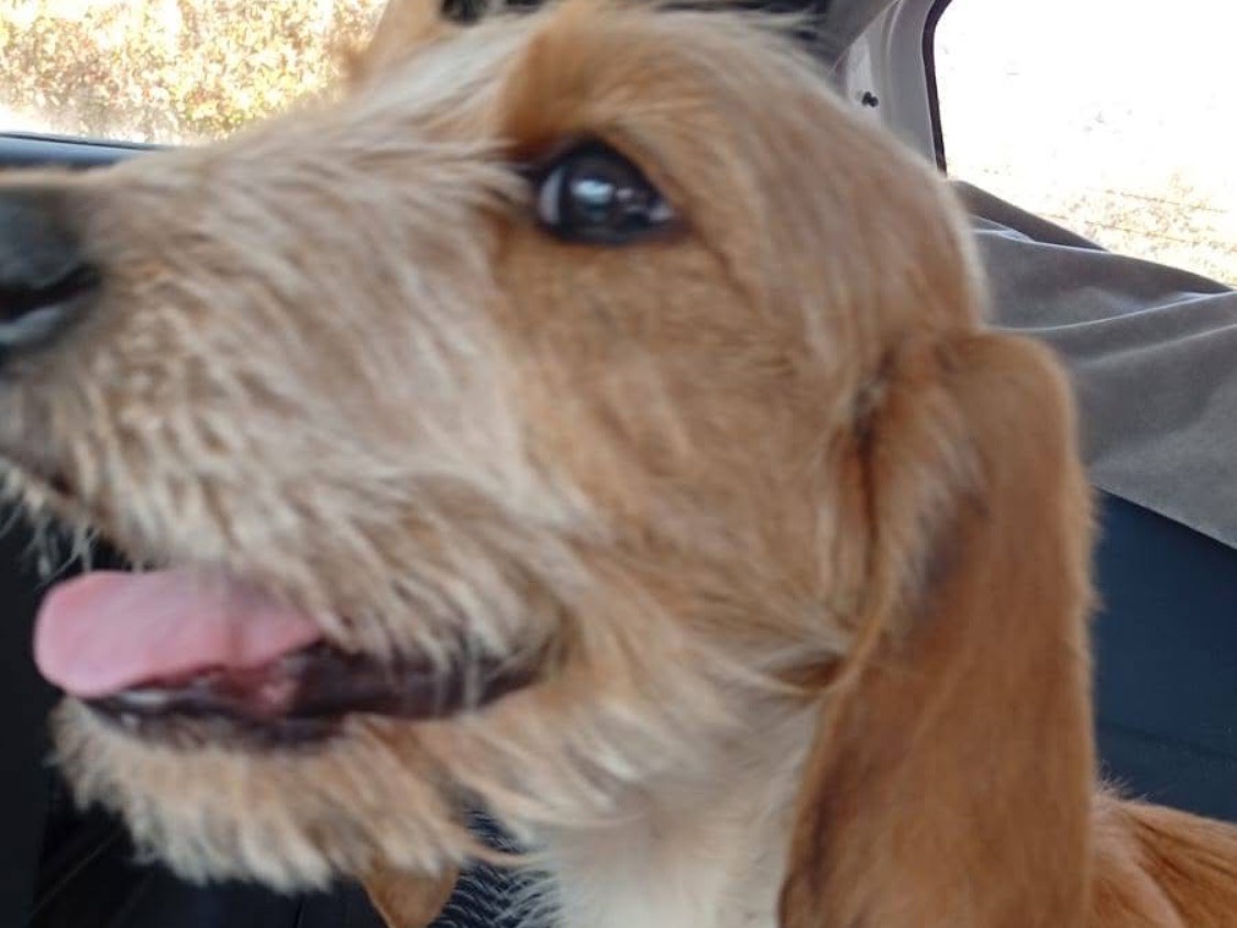 Adozione cane, maschio, Segugio Razza sconosciuta, 1 anno e 2 mesi, taglia media, Vibo