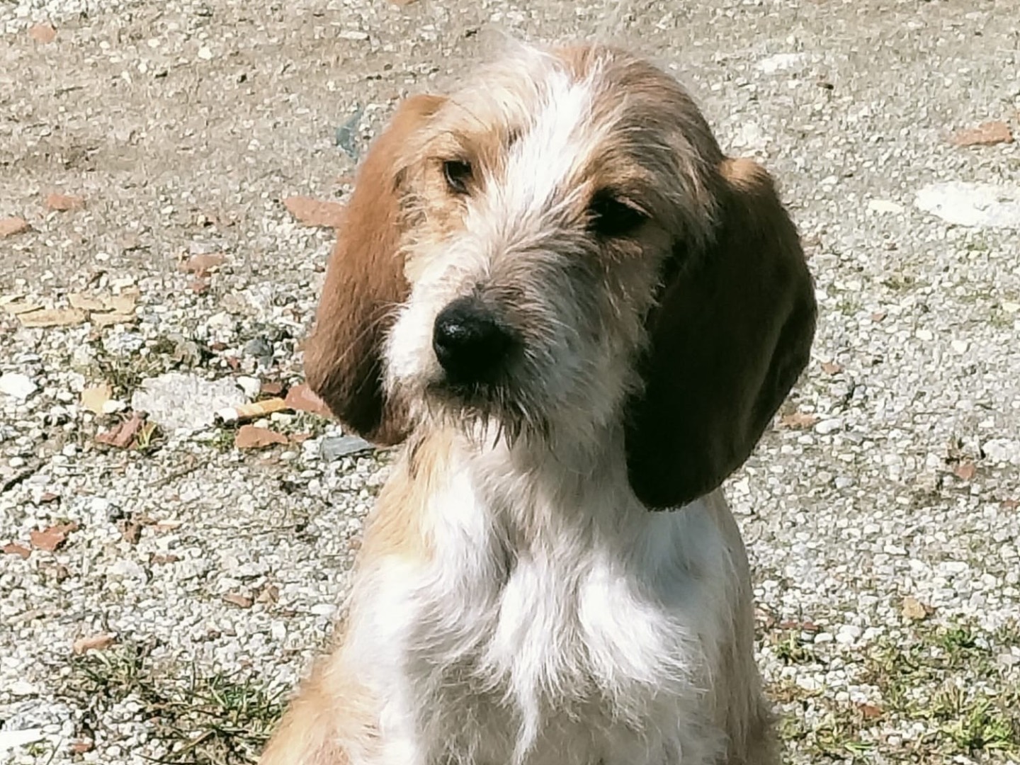 Adotta un cane, maschio, 1 anno e 2 mesi, Vibo