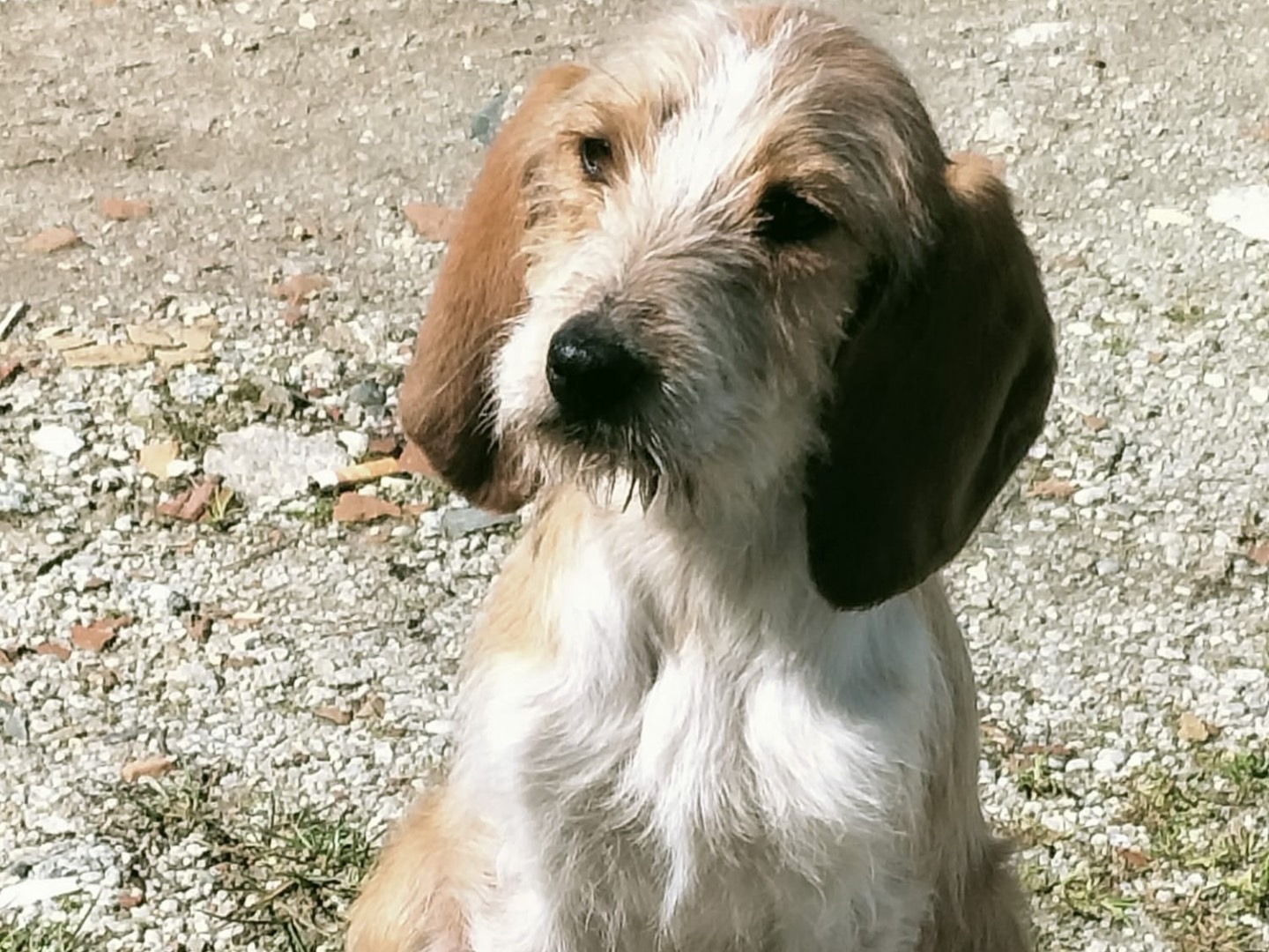 Adotta un cane, taglia media, maschio, Vibo