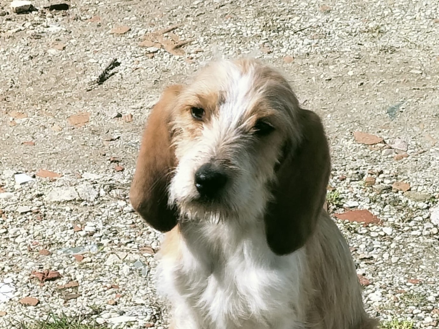 Vuoi adottare un cane a Vibo?