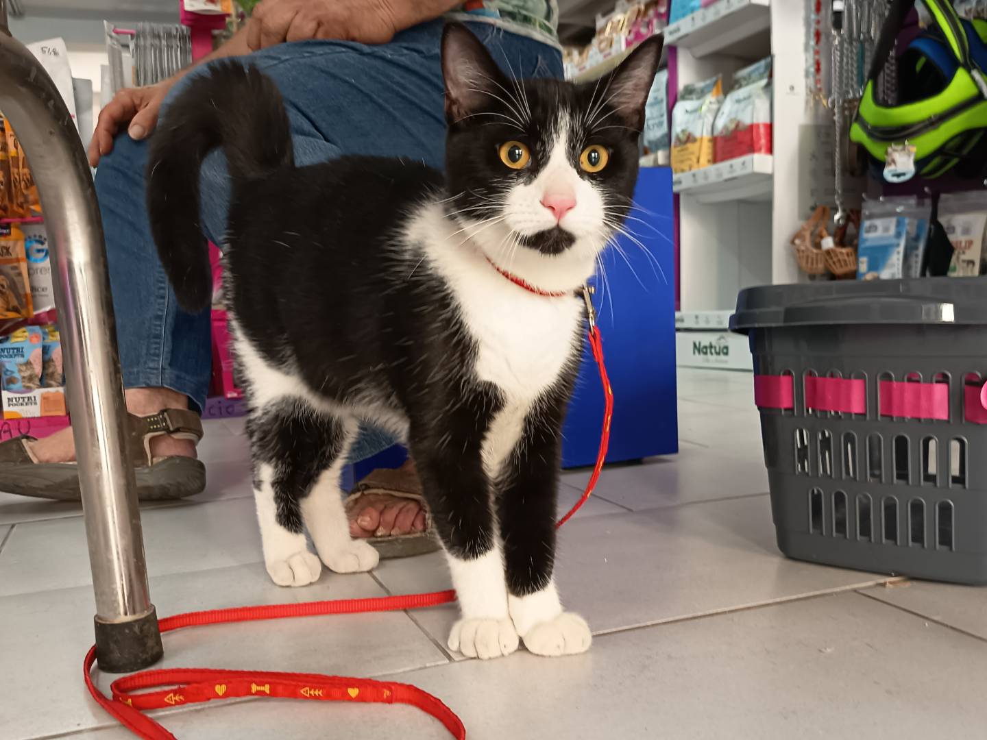 Adozione gatto, maschio, Razza sconosciuta Razza sconosciuta, 1 anno, taglia non valida, Trapani