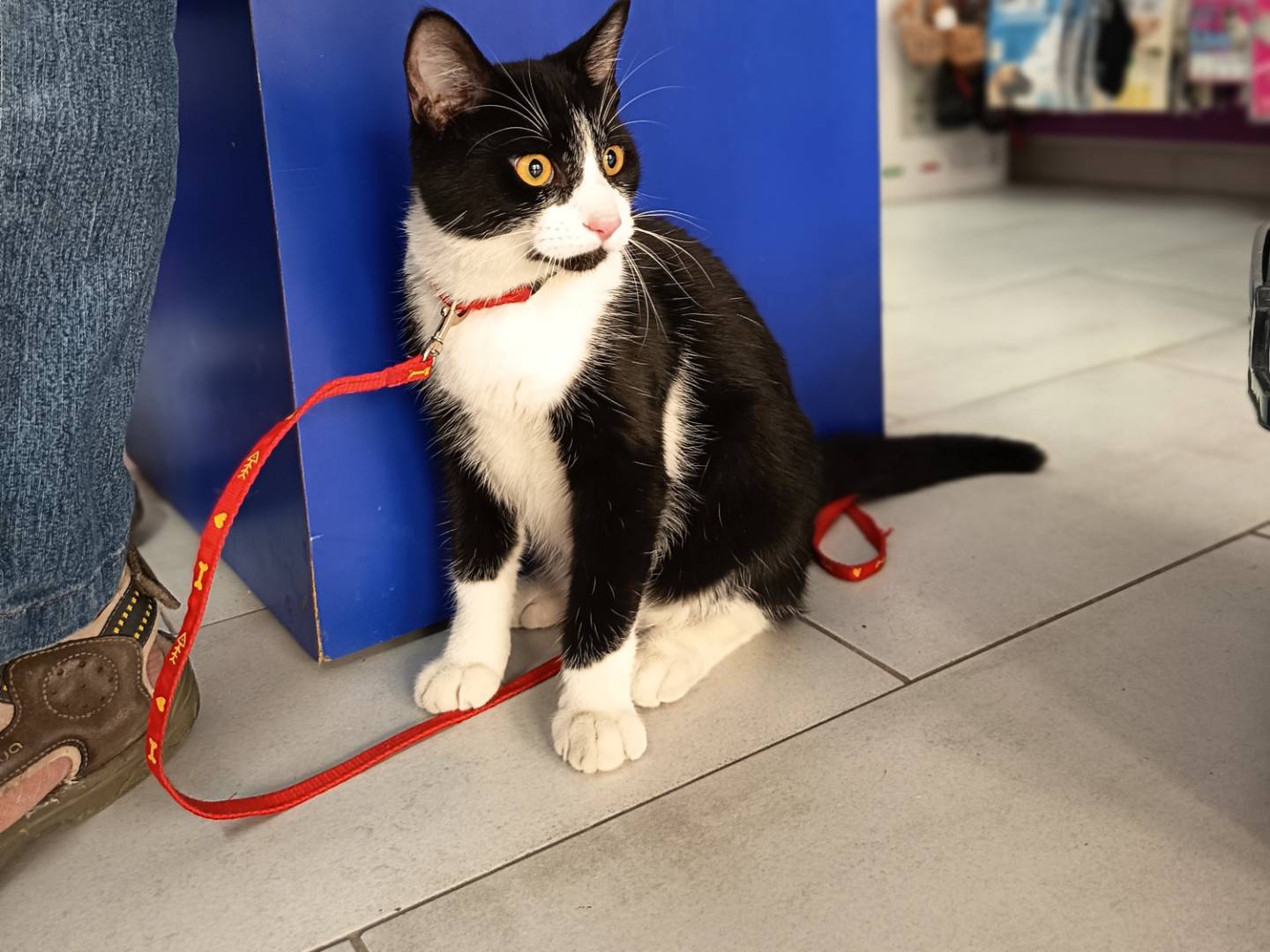 Adotta un gatto, maschio, 1 anno, Trapani