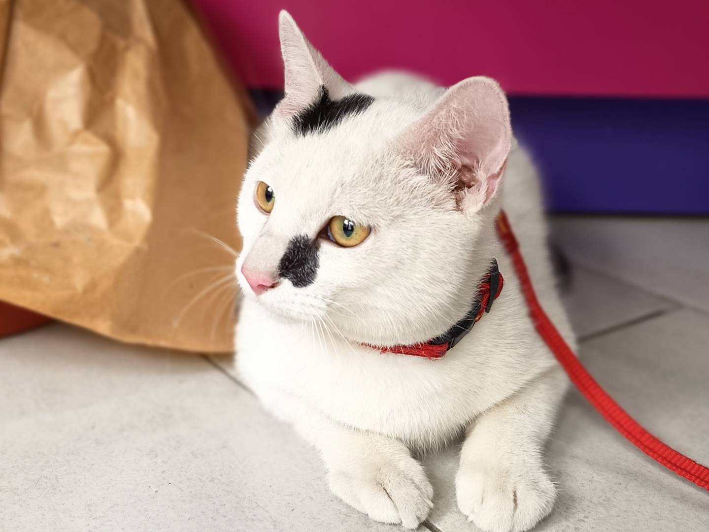 Adozione gatto, maschio, Razza sconosciuta Razza sconosciuta, 1 anno, taglia non valida, Trapani