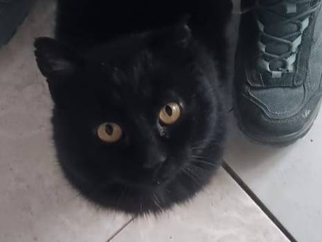 Adozione gatto, maschio, Razza sconosciuta Razza sconosciuta, 10 anni e 1 mese, taglia non valida, Firenze