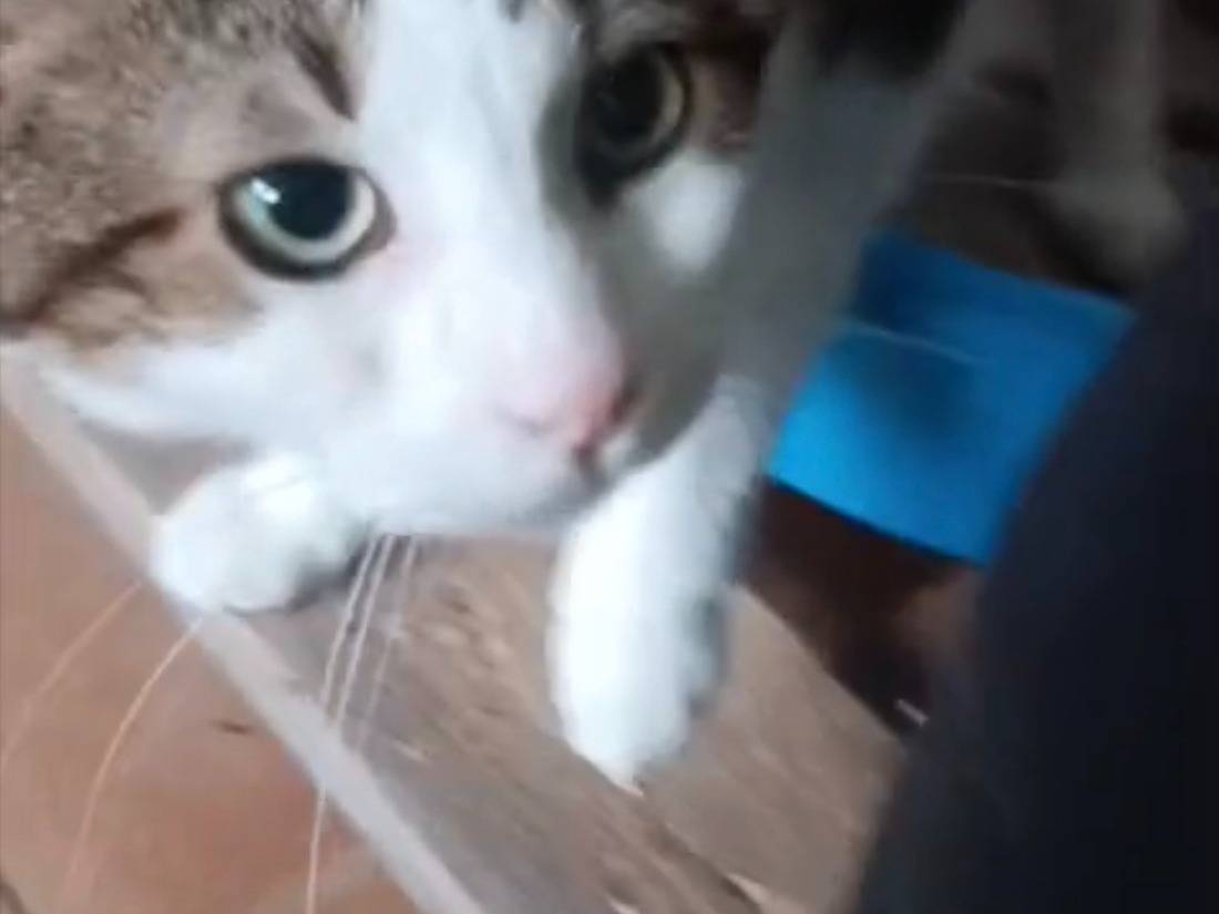 Adozione gatto, maschio, Razza sconosciuta Razza sconosciuta, 2 anni e 1 mese, taglia non valida, Firenze