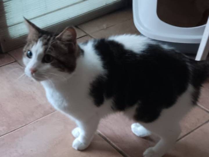 Adotta un gatto, maschio, 2 anni e 1 mese, Firenze