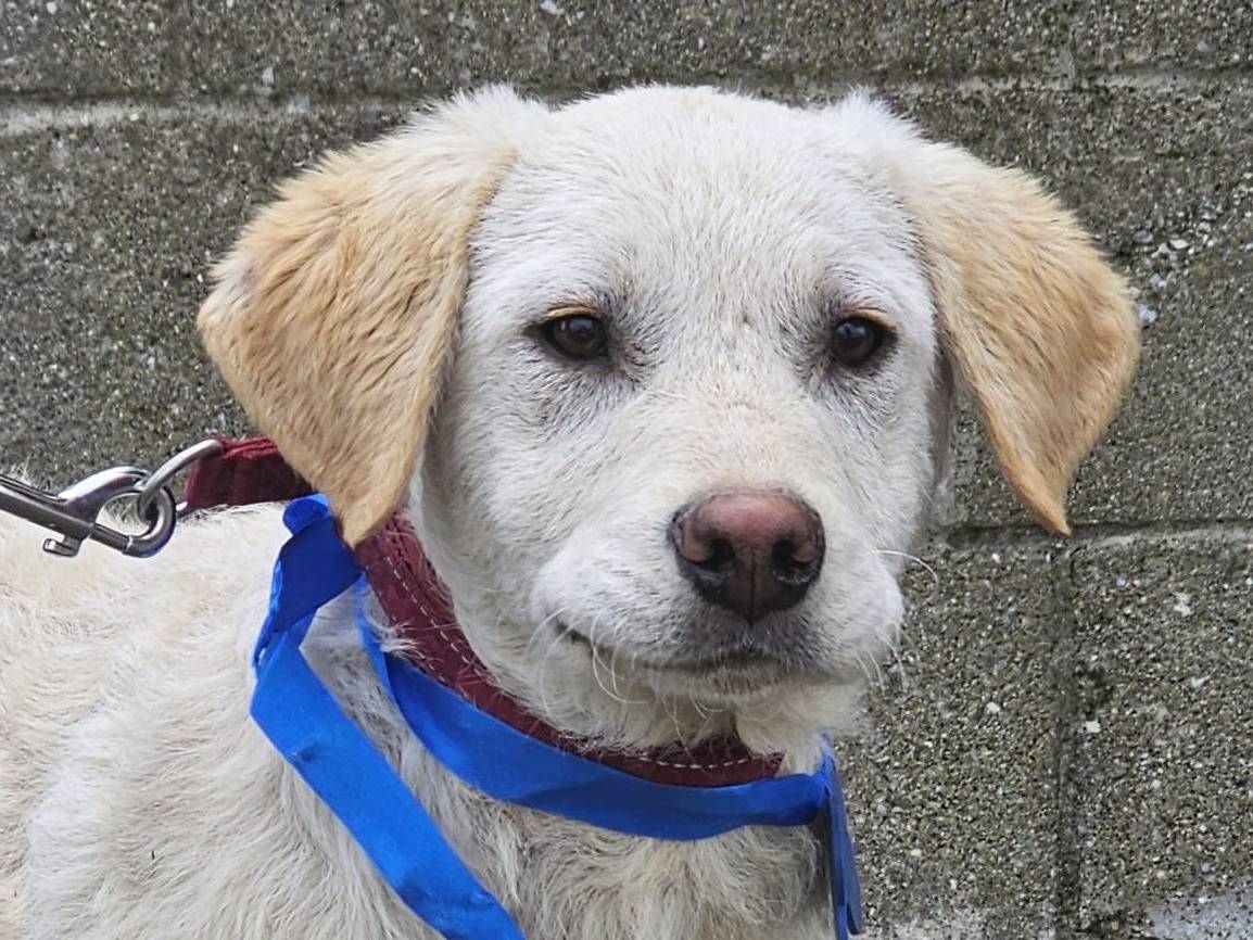 Adozione cane, maschio, Razza sconosciuta Razza sconosciuta, 4 mesi, taglia media, Crotone