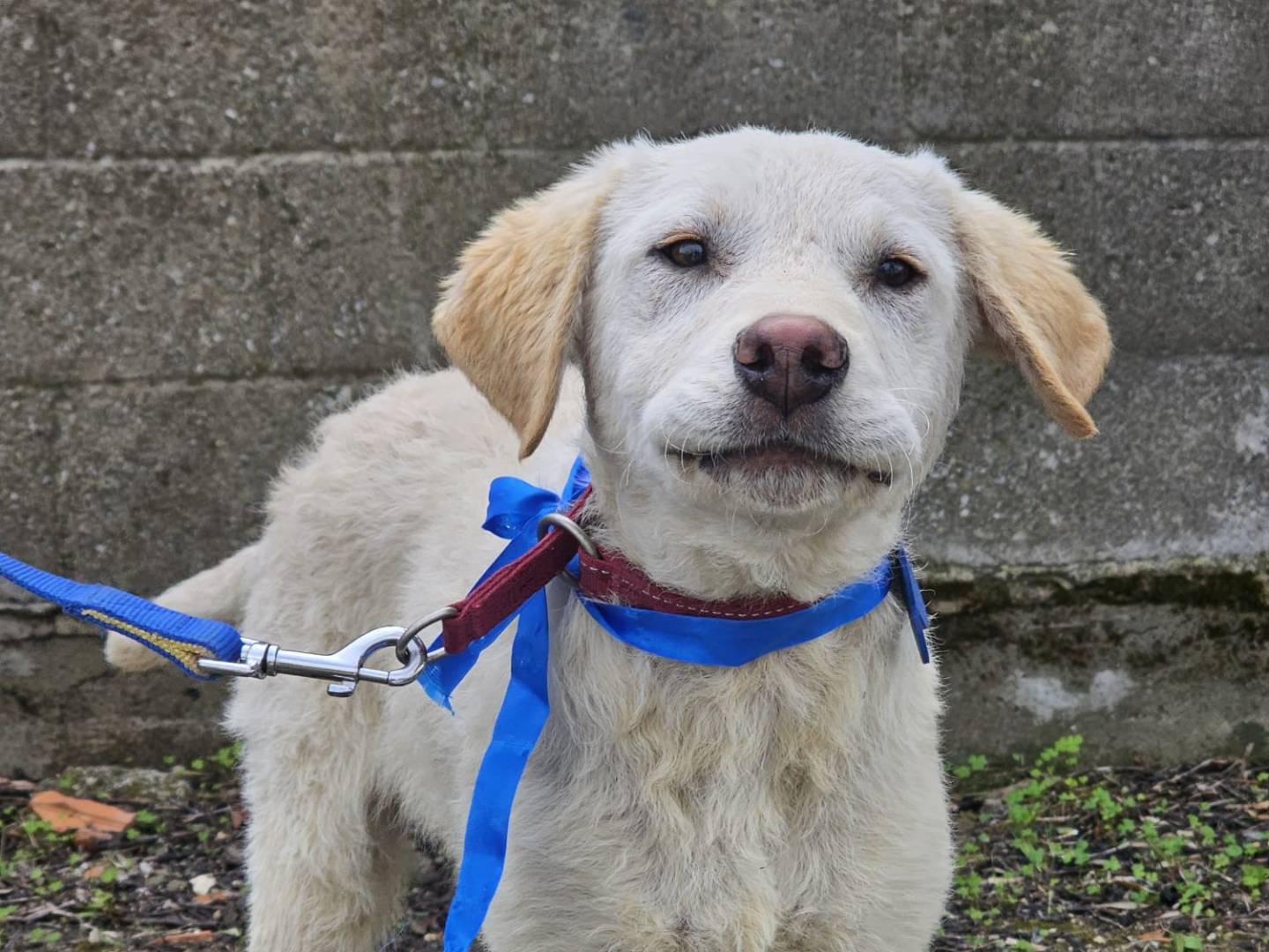 Adotta un cane, maschio, 4 mesi, Crotone