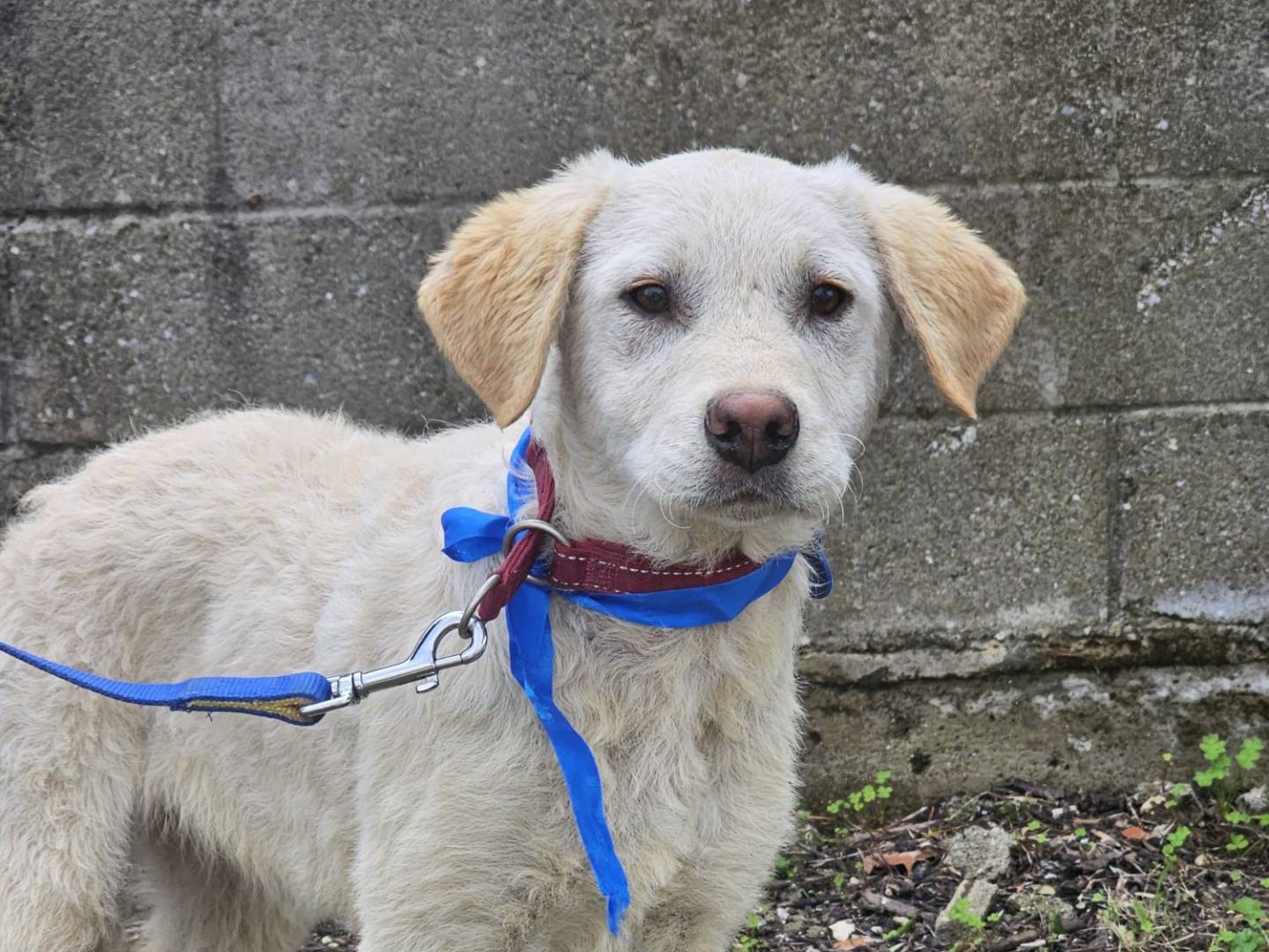 Adotta un cane, taglia media, maschio, Crotone