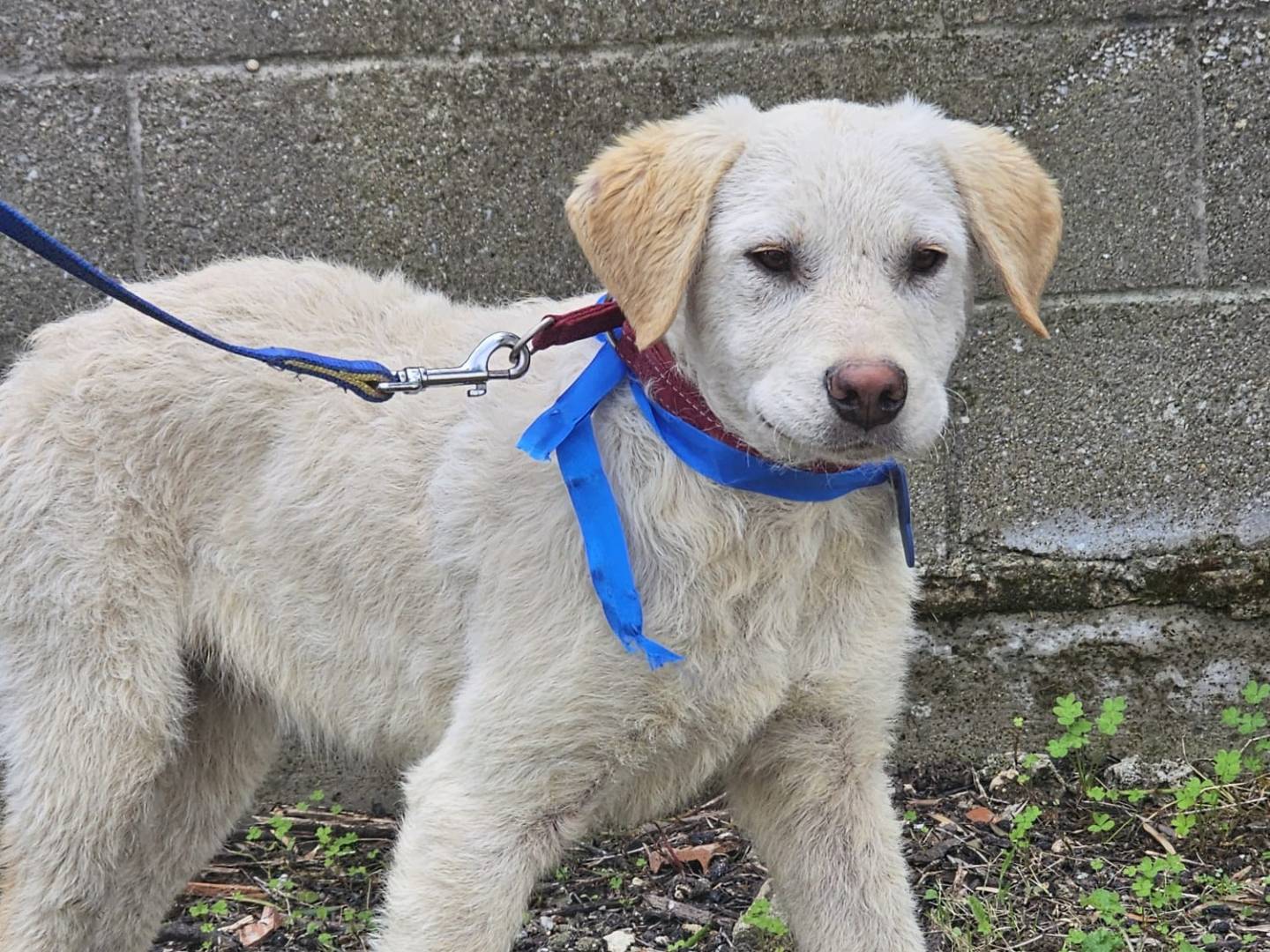 Vuoi adottare un cane a Crotone?