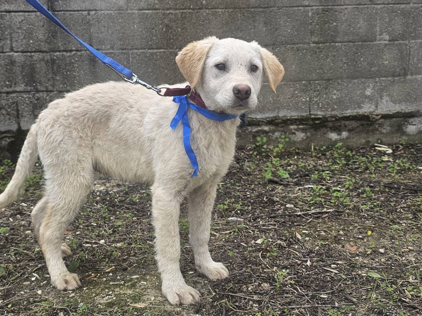 Adotta il cane Roberto  a Crotone