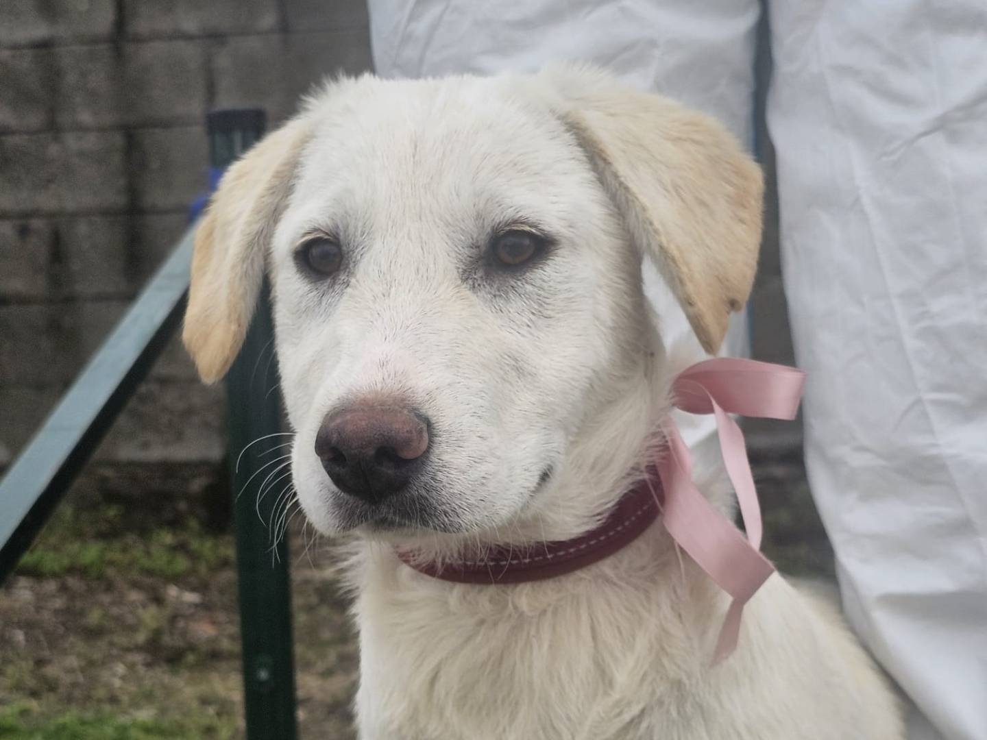 Adozione cane, femmina, Razza sconosciuta Razza sconosciuta, 4 mesi, taglia media, Crotone
