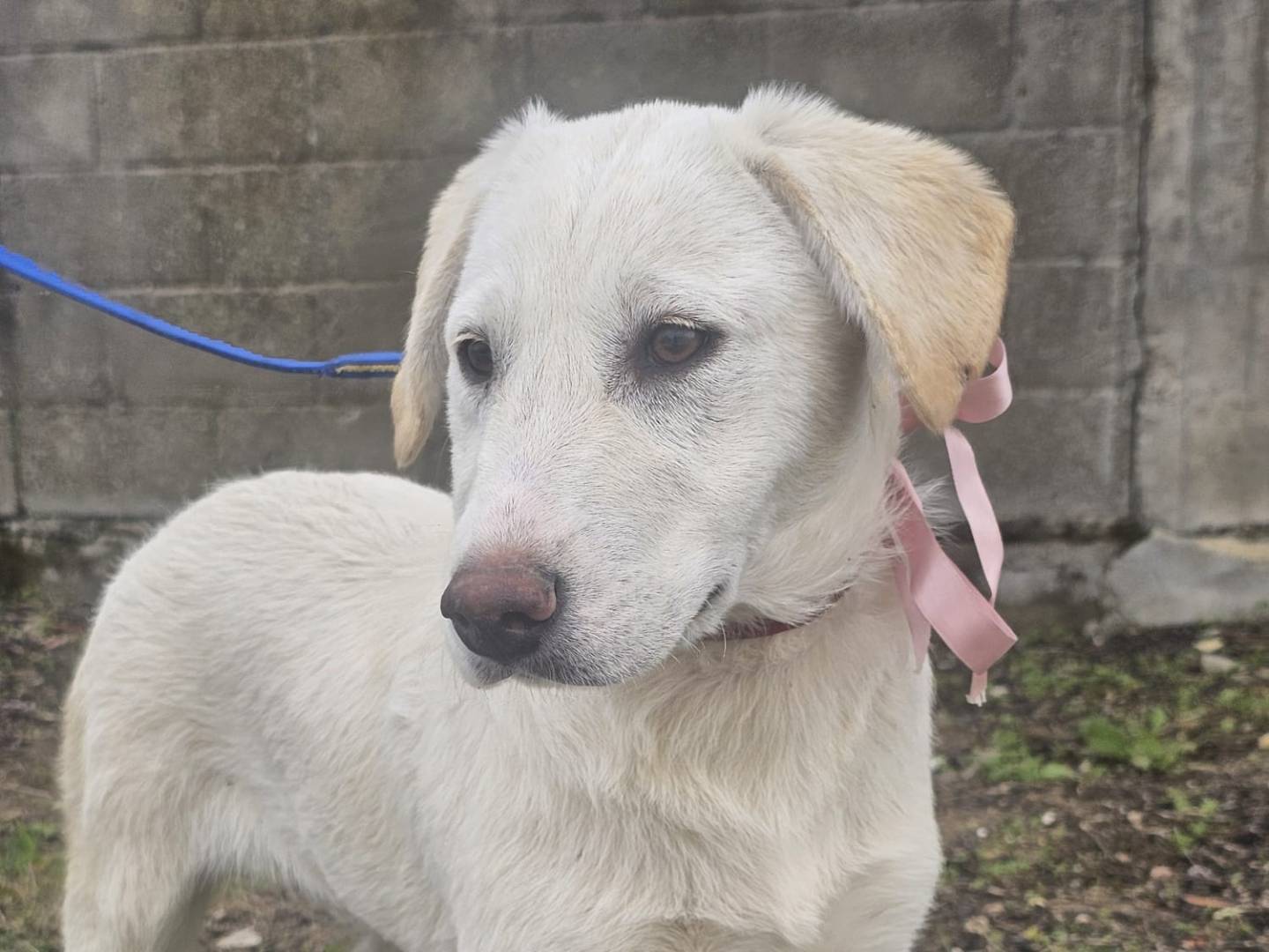 Adotta un cane, femmina, 4 mesi, Crotone