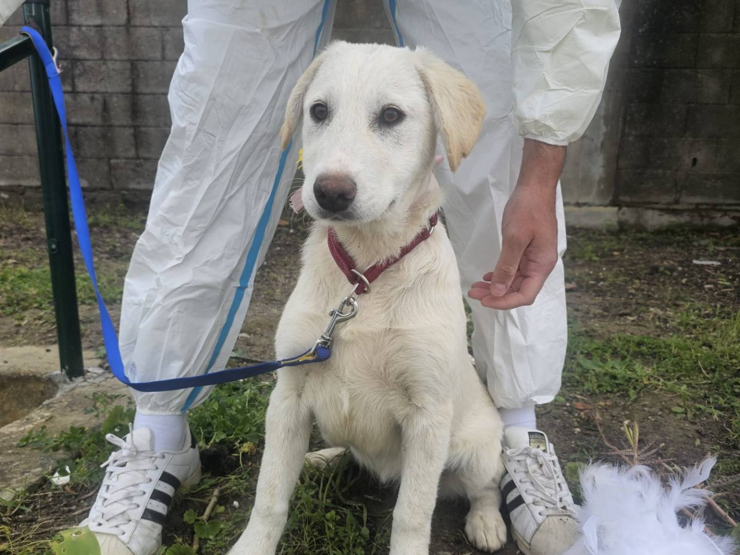 Adotta un cane, taglia media, femmina, Crotone