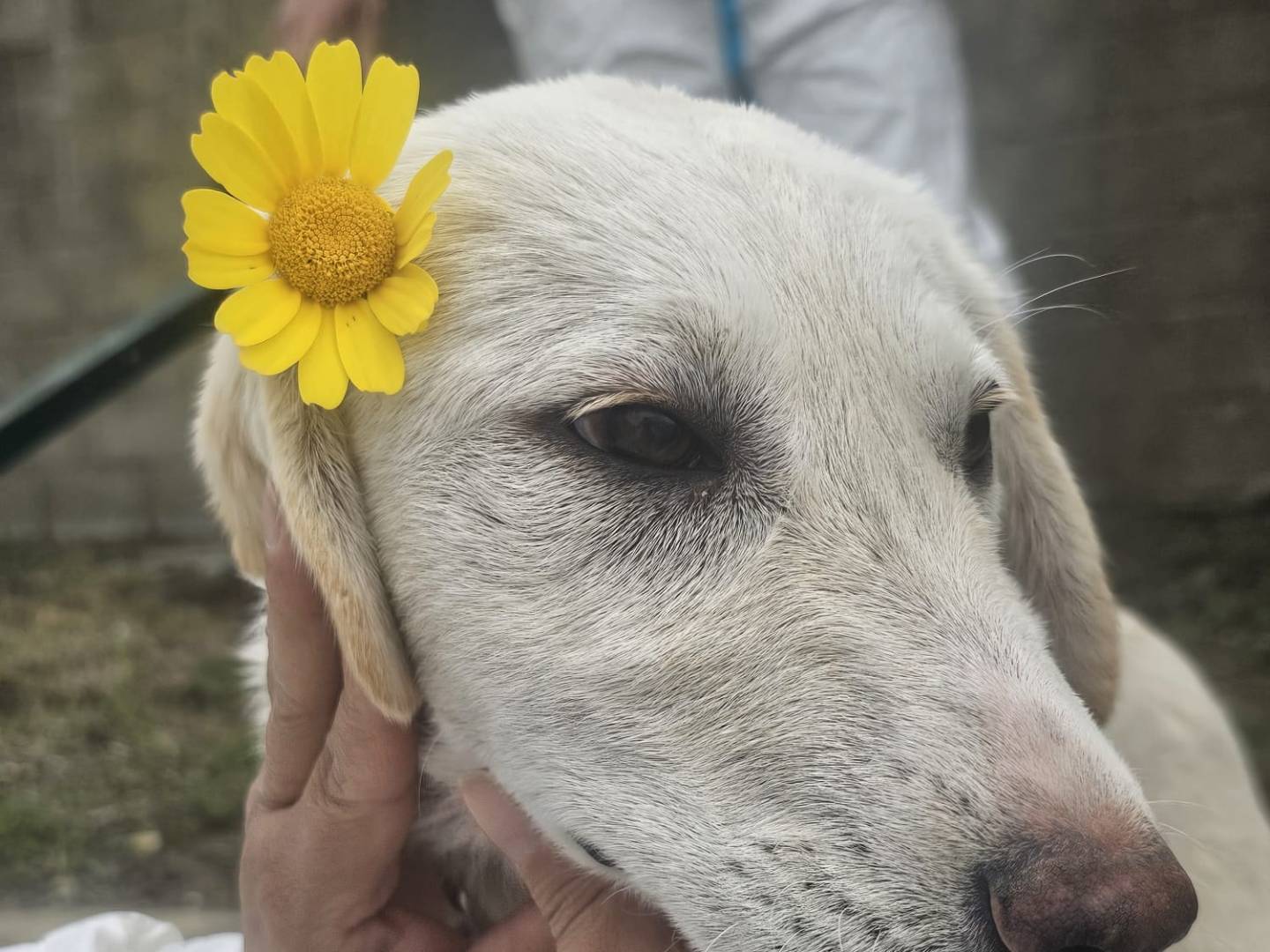 Vuoi adottare un cane a Crotone?