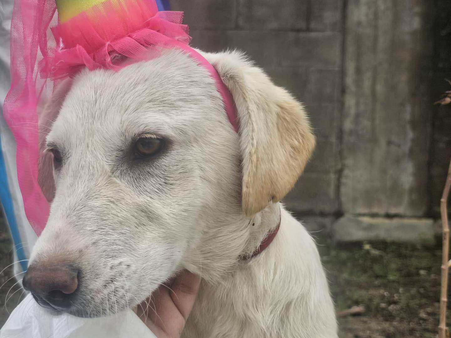 Adotta il cane Marion a Crotone