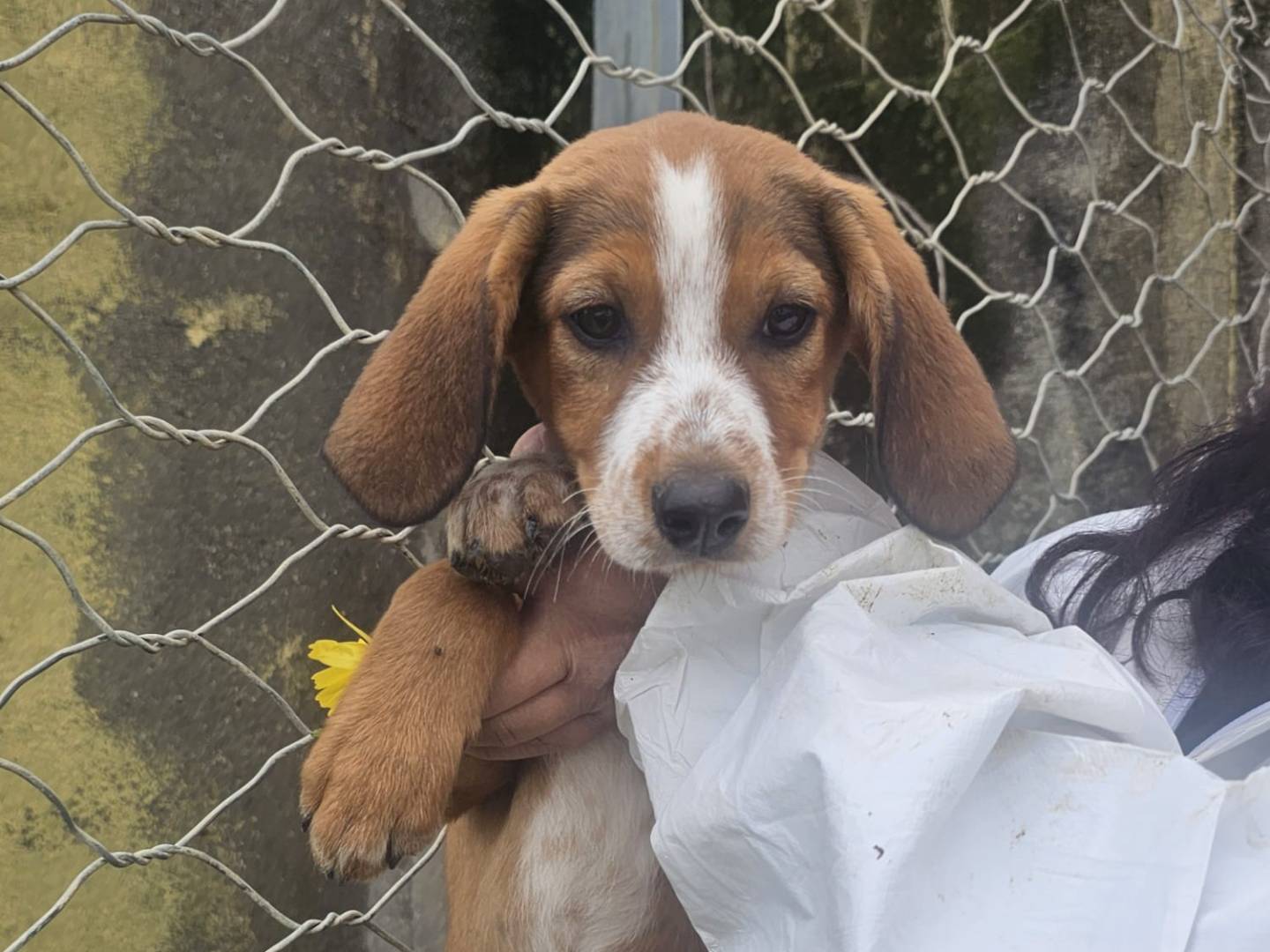 Adozione cane, femmina, Razza sconosciuta Razza sconosciuta, 3 mesi, taglia media contenuta, Crotone