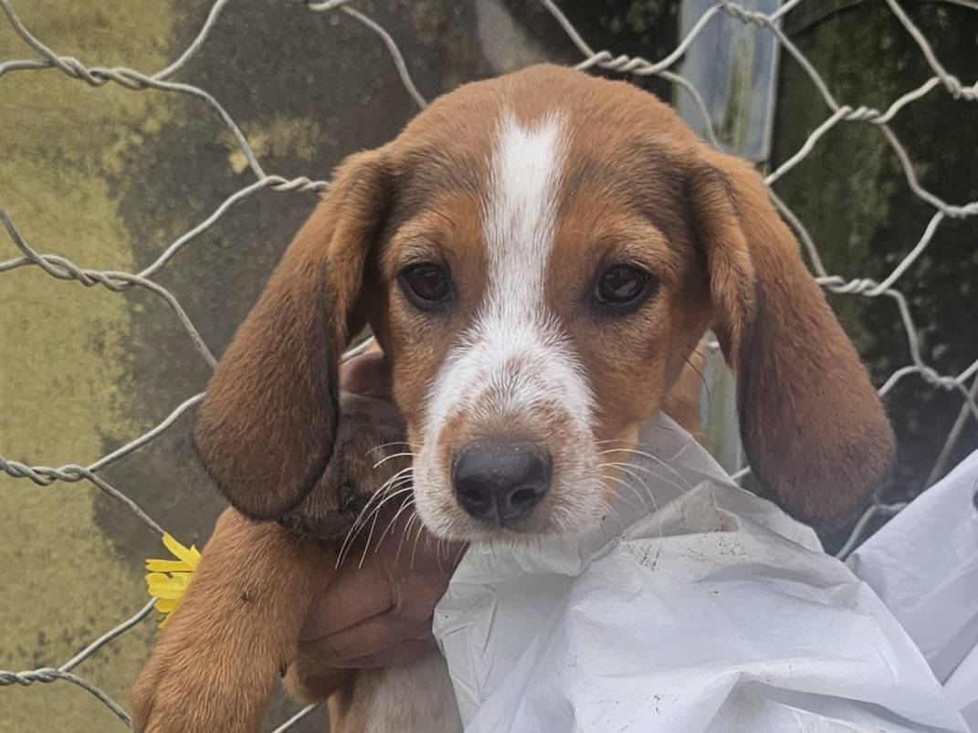 Adotta un cane, femmina, 3 mesi, Crotone