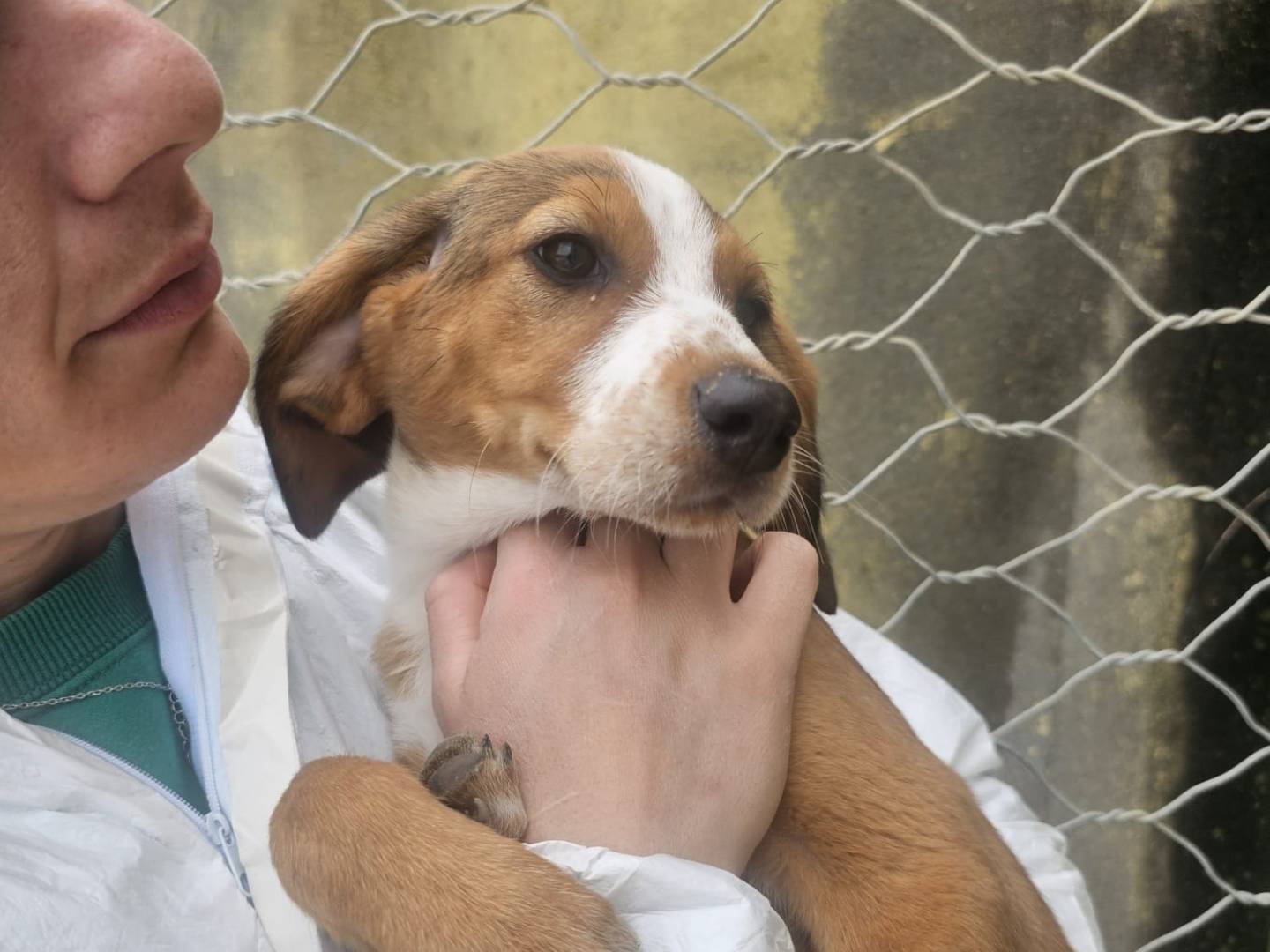 Adotta un cane, taglia media contenuta, femmina, Crotone