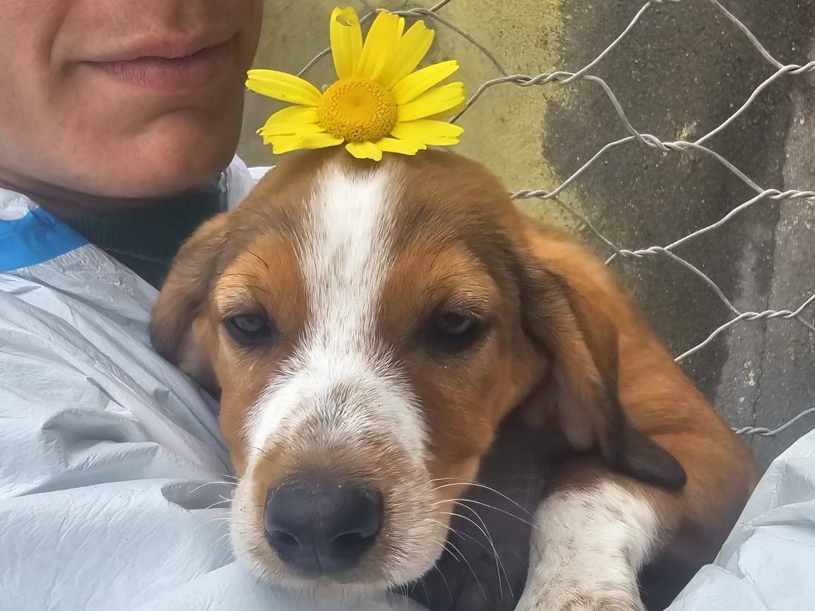 Vuoi adottare un cane a Crotone?