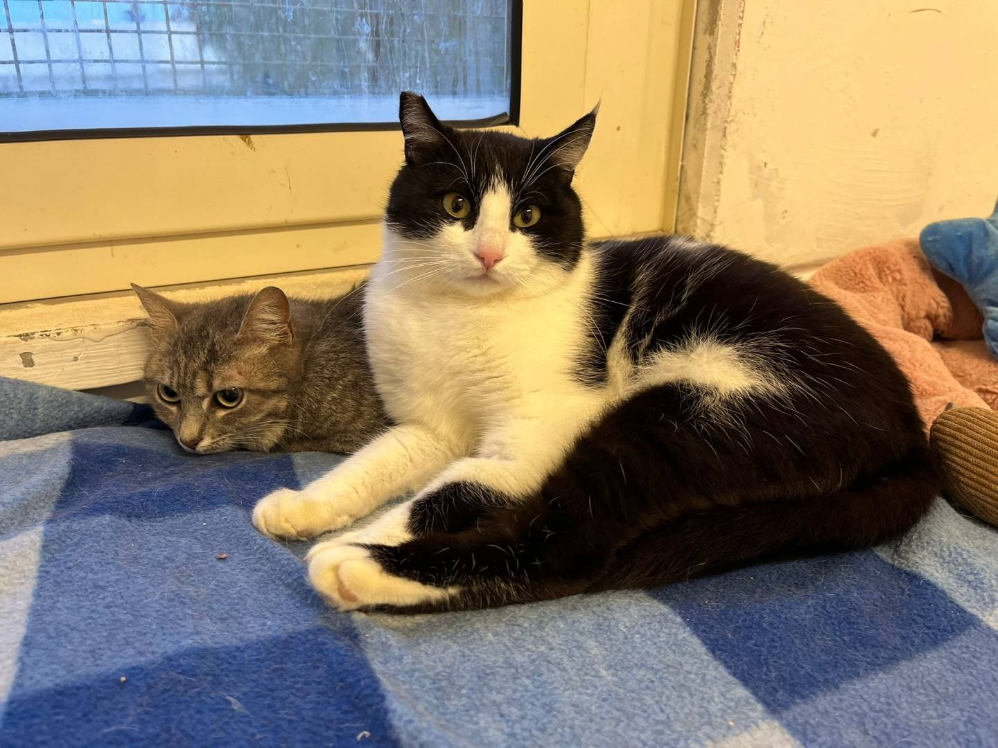 Adozione gatto, femmina, Razza sconosciuta Razza sconosciuta, 2 anni e 3 mesi, taglia non valida, Barletta