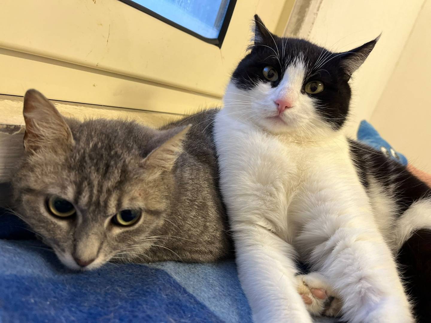 Adotta un gatto, femmina, 2 anni e 3 mesi, Barletta