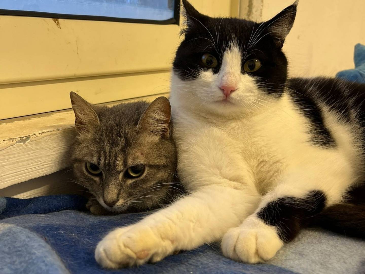 Vuoi adottare un gatto a Barletta?