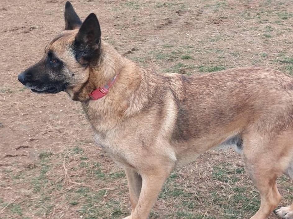Adotta un cane, maschio, 6 anni e 3 mesi, Mantova